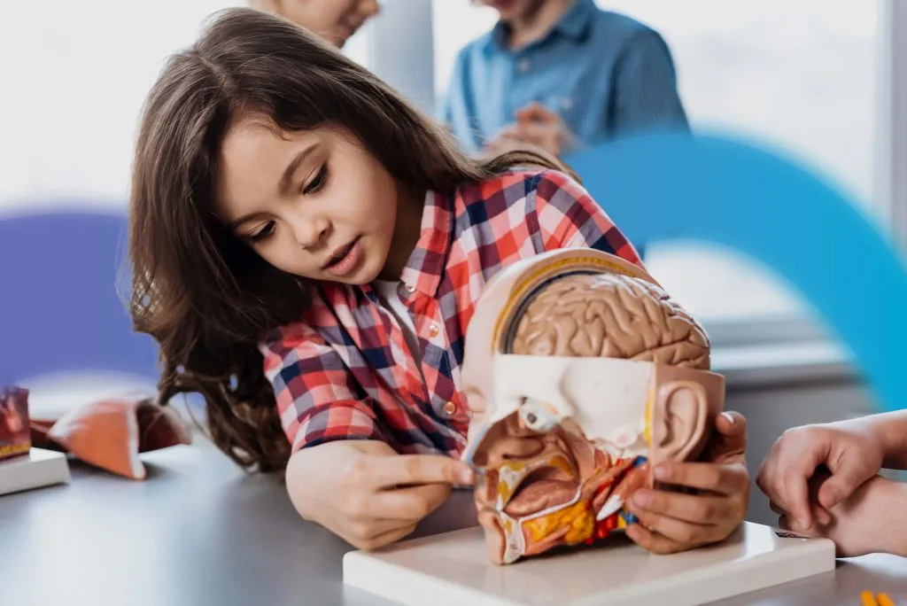 Neurociencia e neuropedagogia na educacao